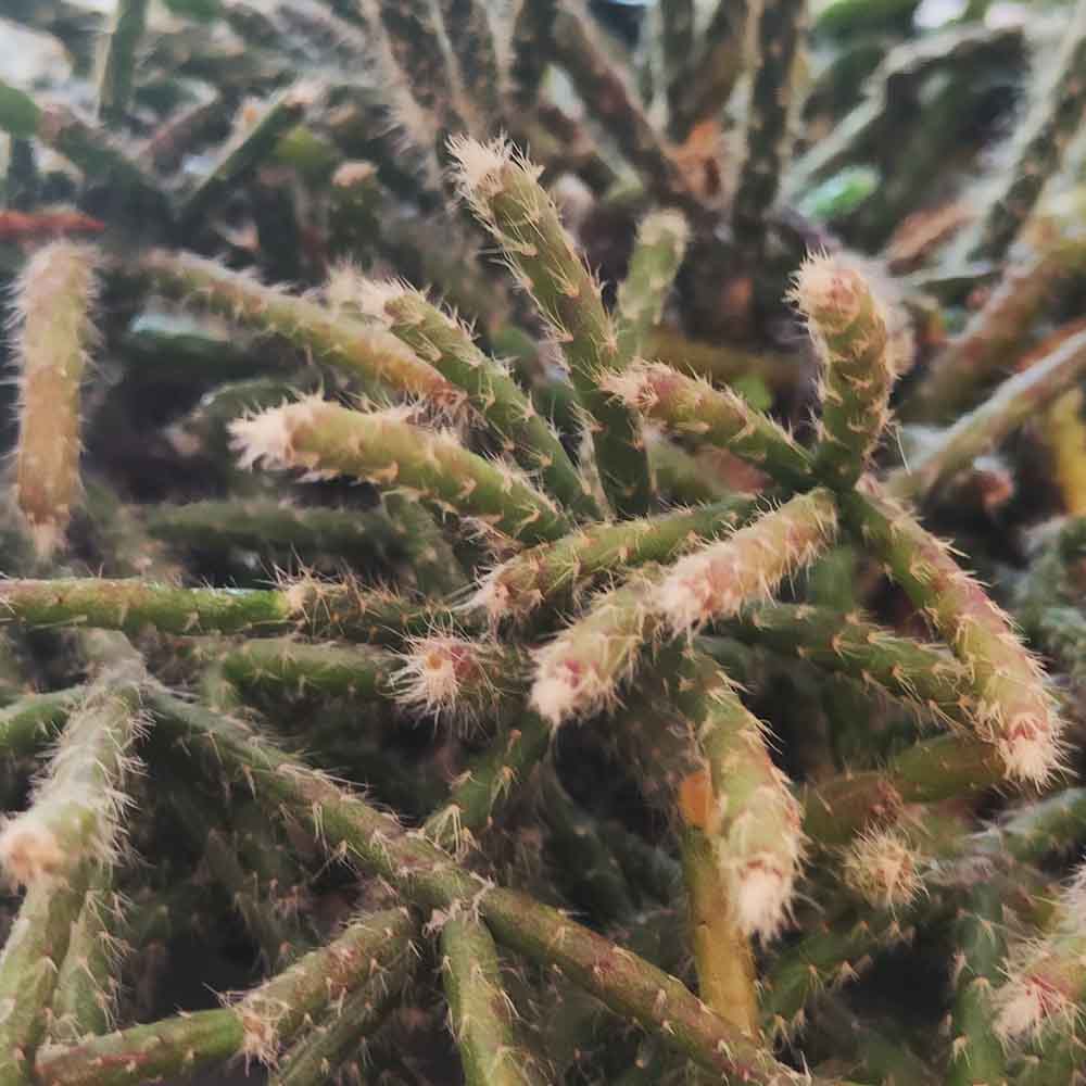 rhipsalis pilocarpa pianta