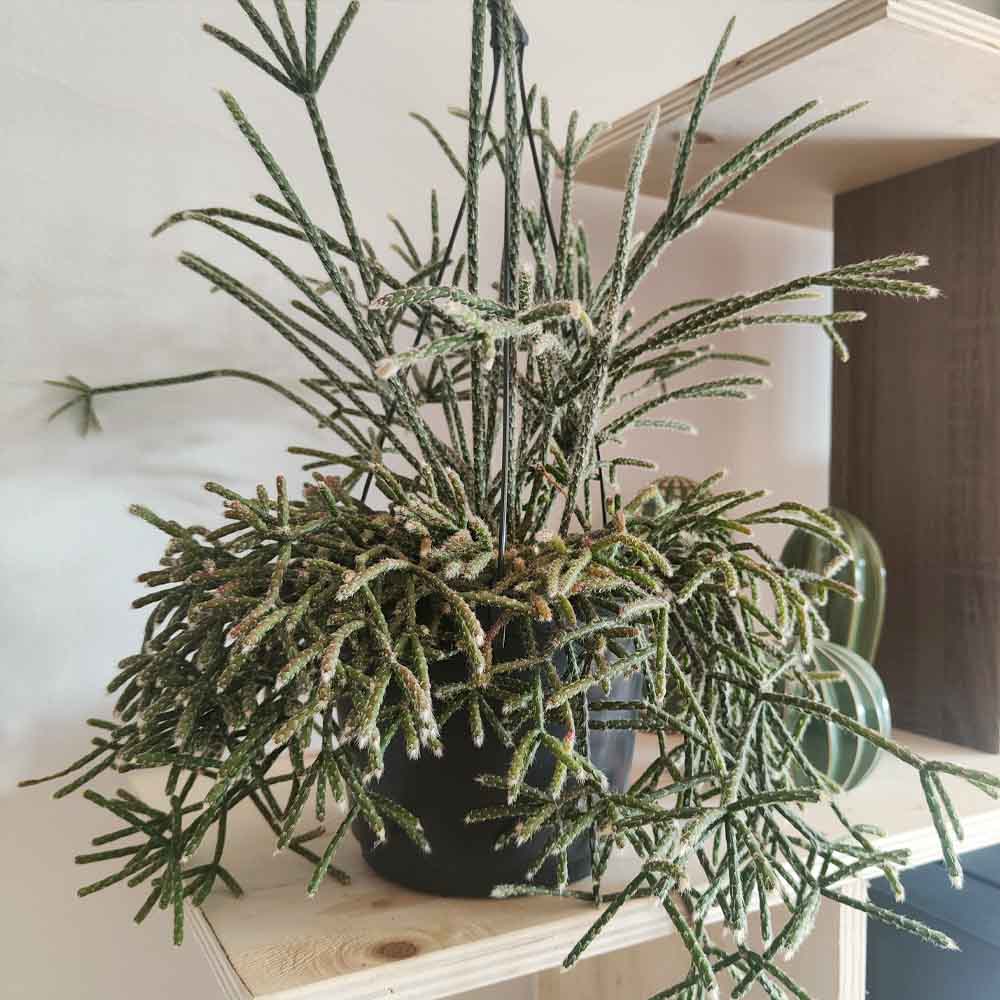 rhipsalis pilocarpa