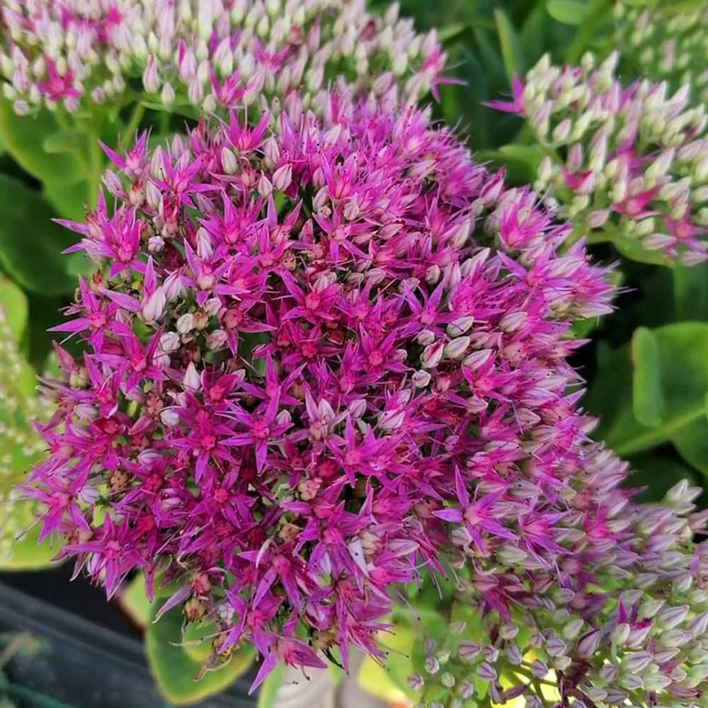 Sedum spectabile 'Autumn Joy'