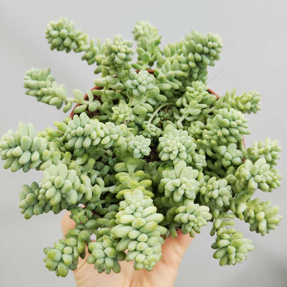 sedum burrito