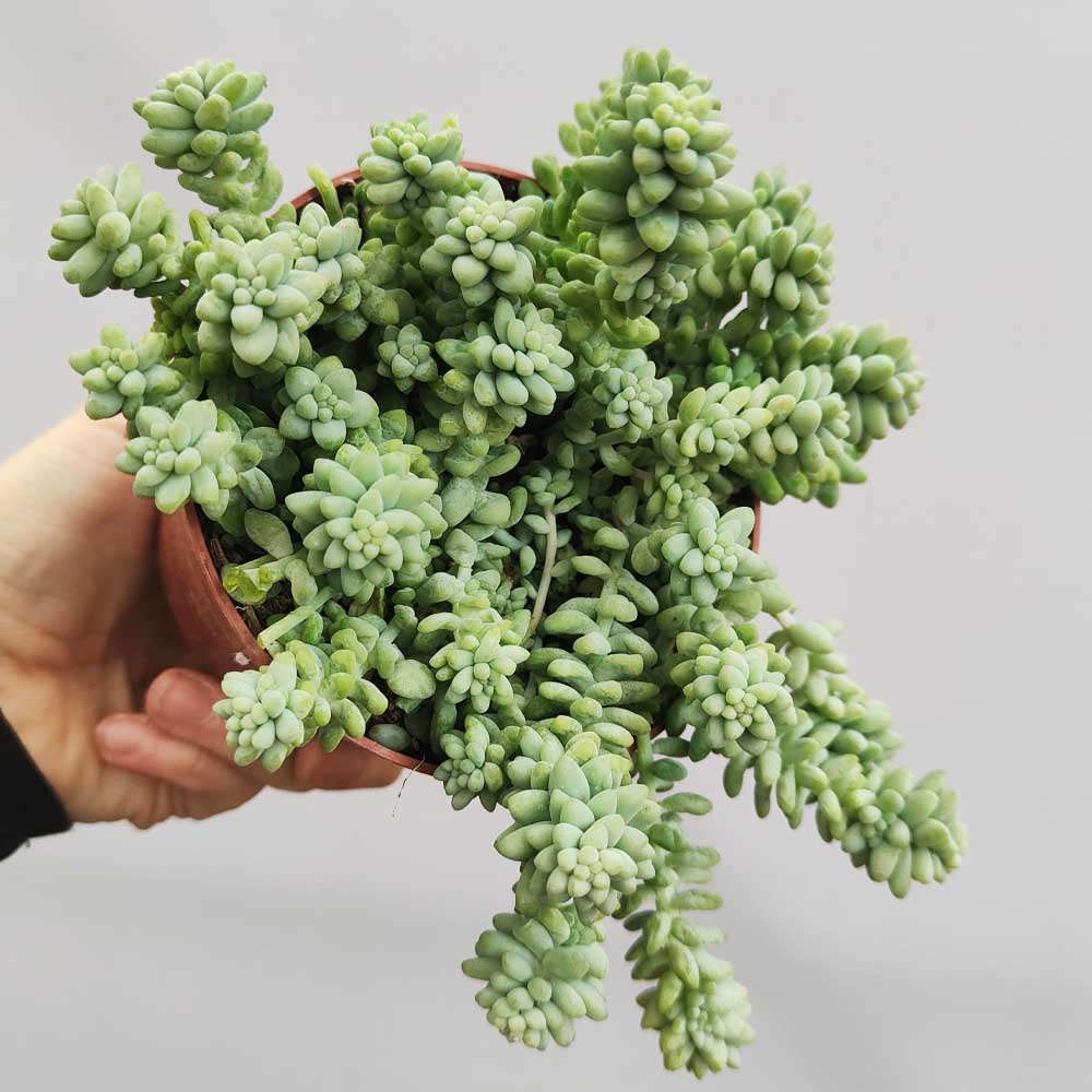 sedum burrito pianta
