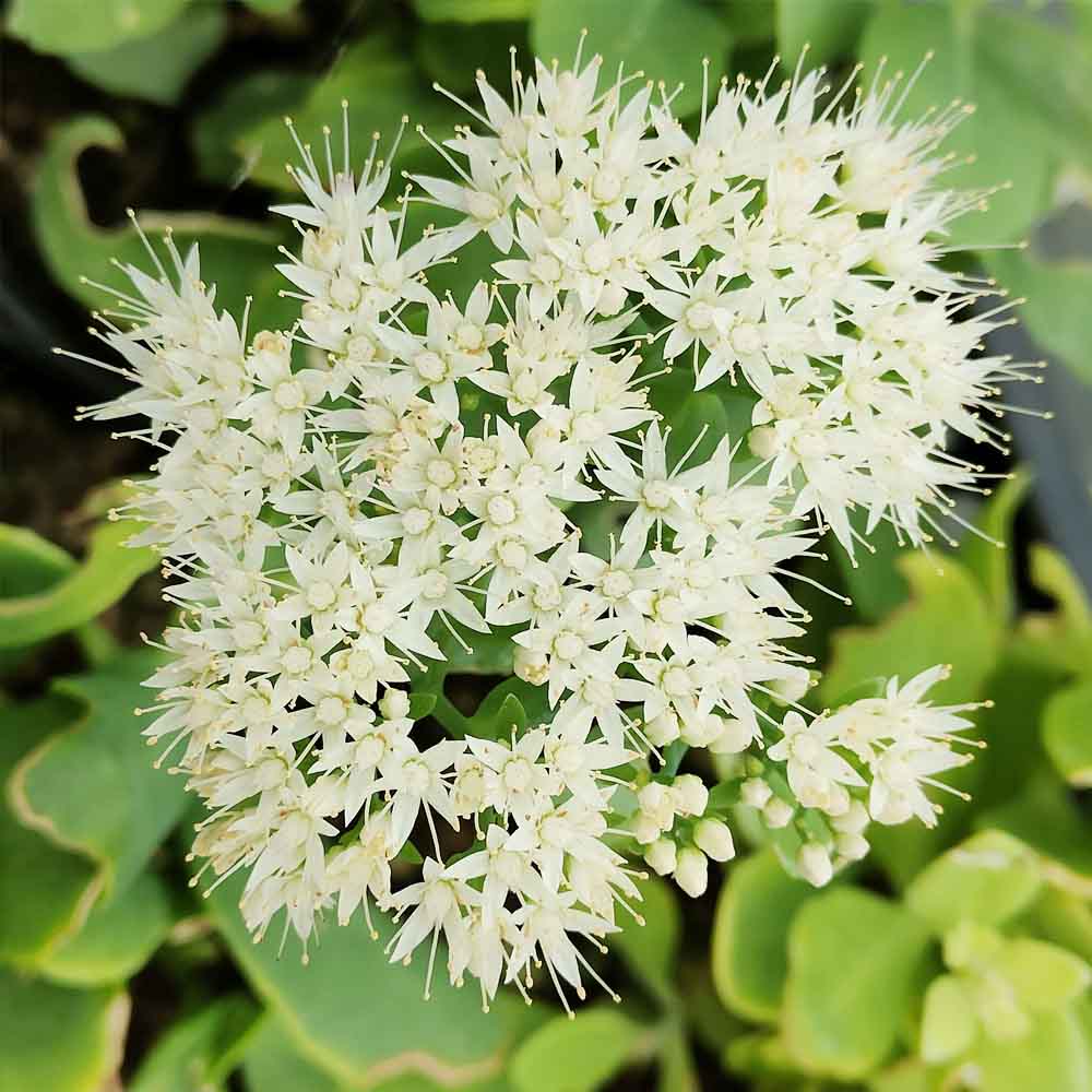 sedum glacier