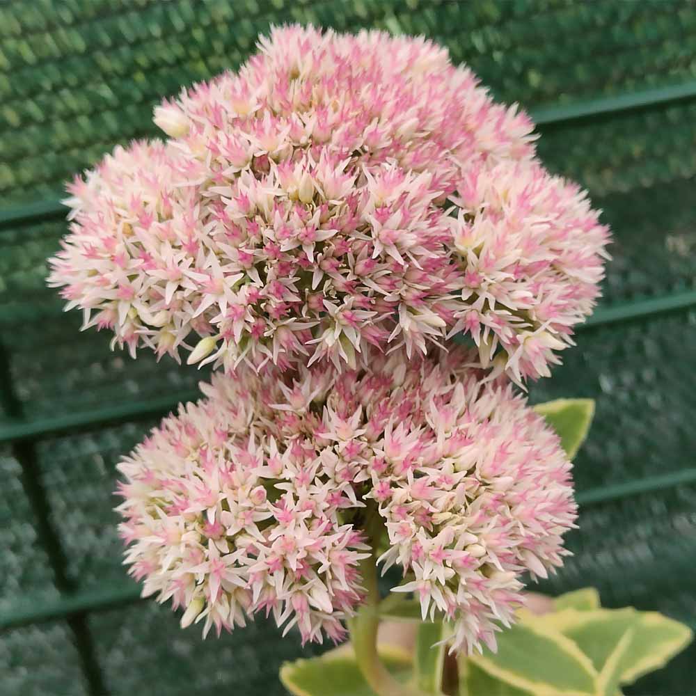 sedum lajos variegato fiore