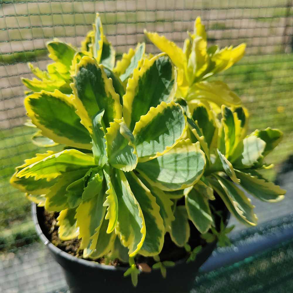 sedum lajos variegato pianta