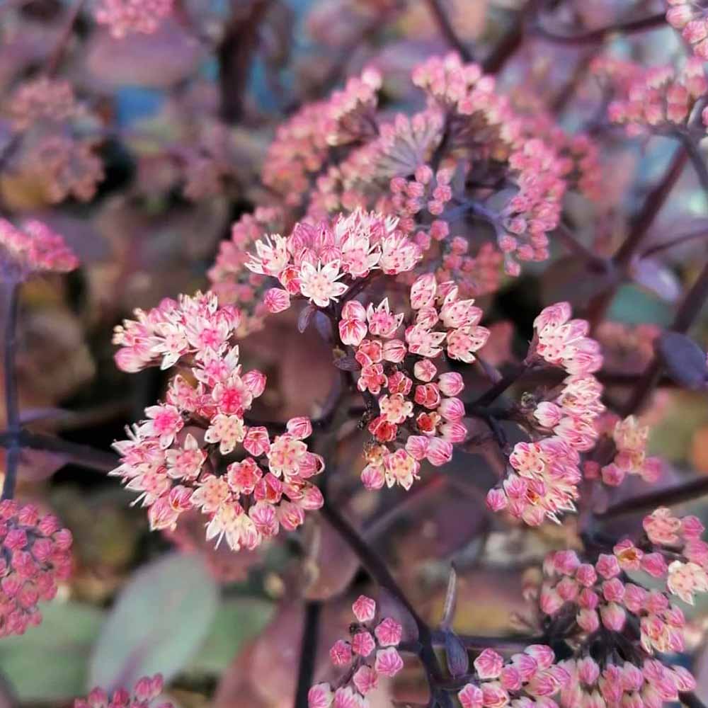 Sedum spectabile 'Matrona'