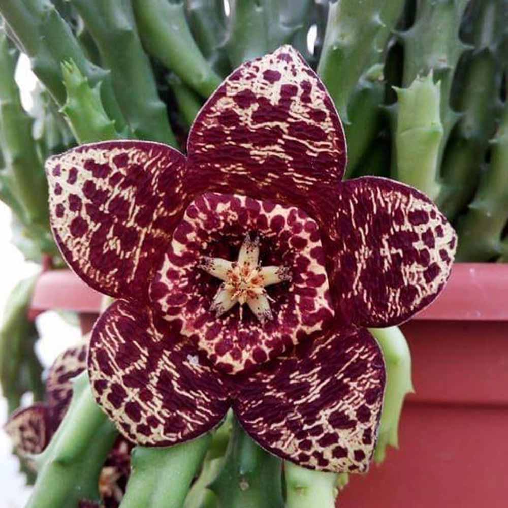 Orbea variegata (stapelia) fiore