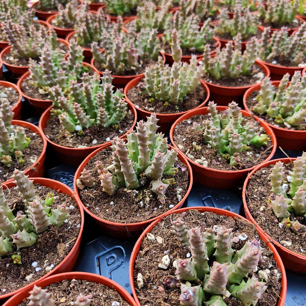 Orbea variegata (stapelia)
