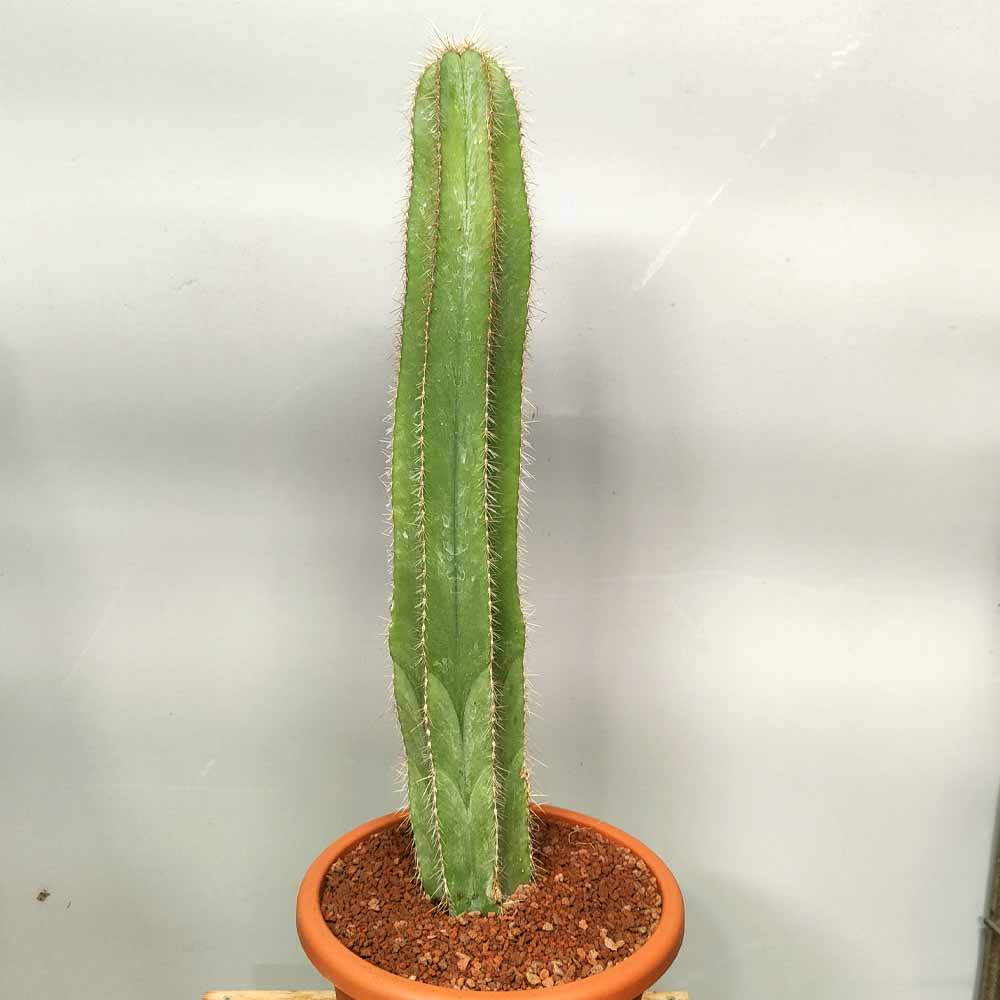 stenocereus dumortieri