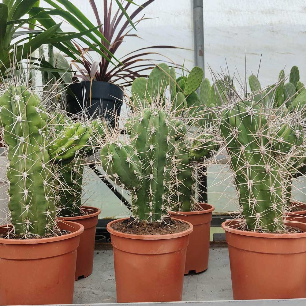 stetsonia coryne