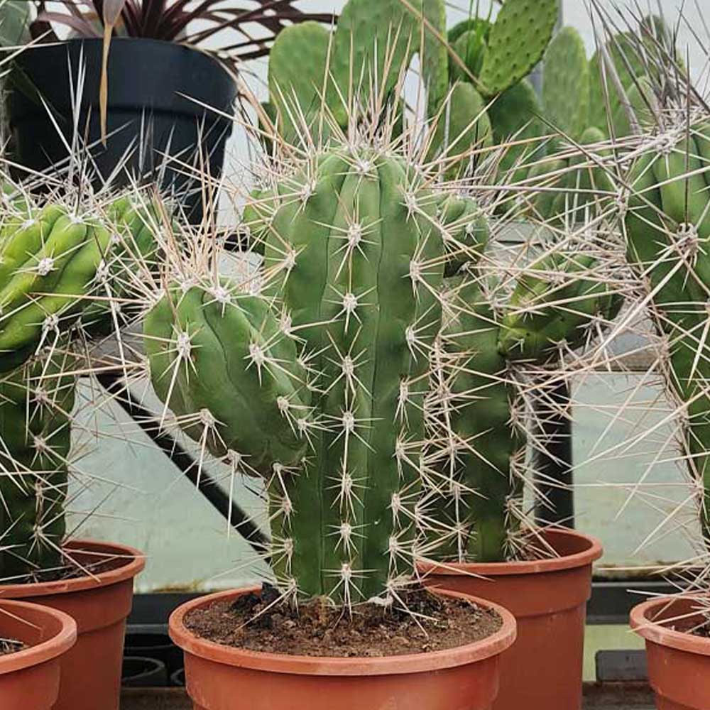stetsonia coryne cactus