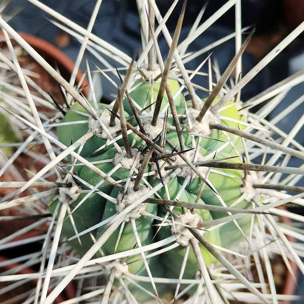 Stetsonia coryne