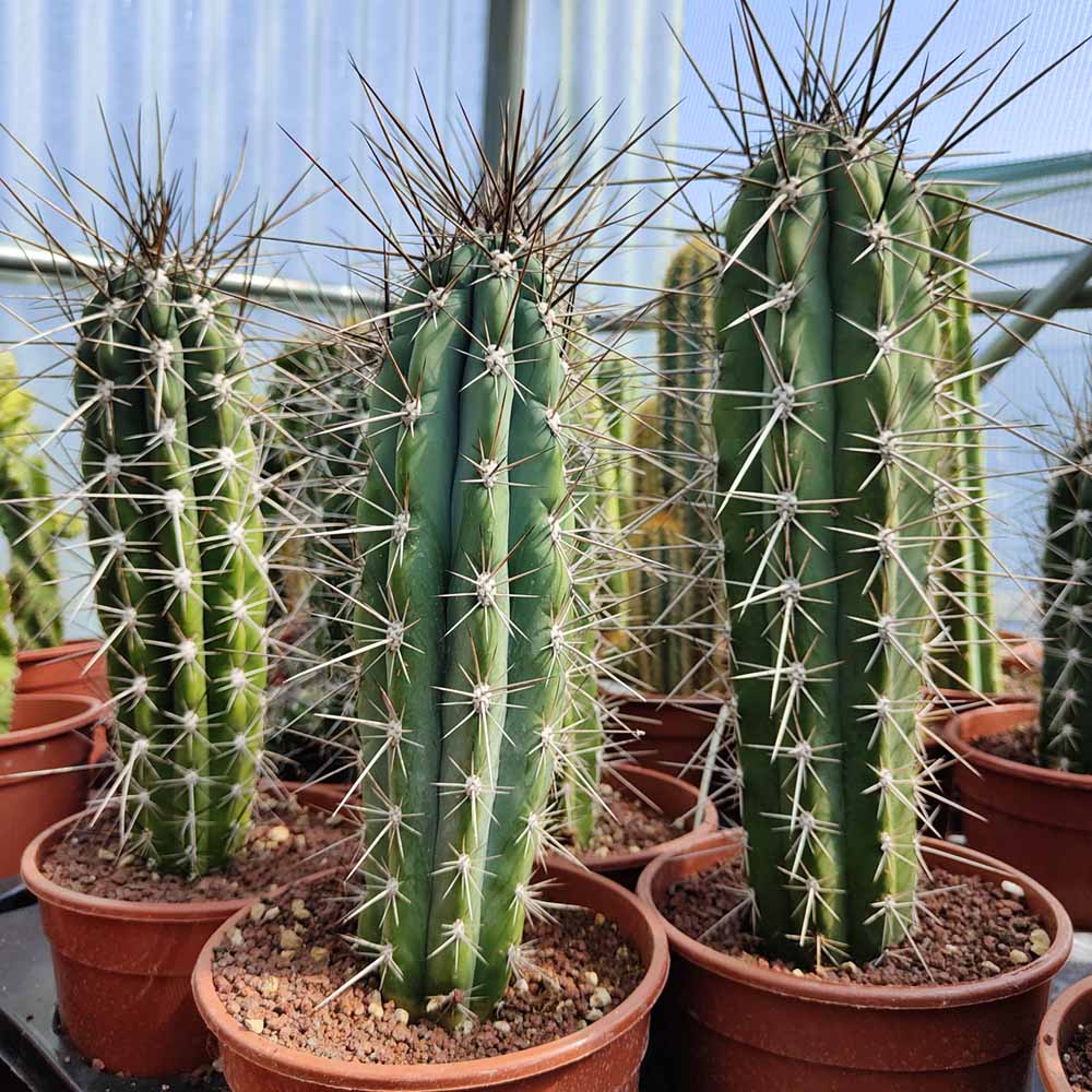 Stetsonia coryne pianta
