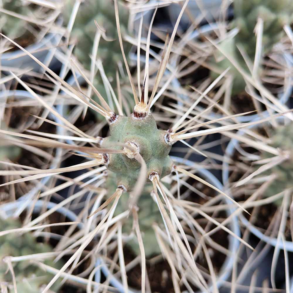 Tephrocactus aoracanthus