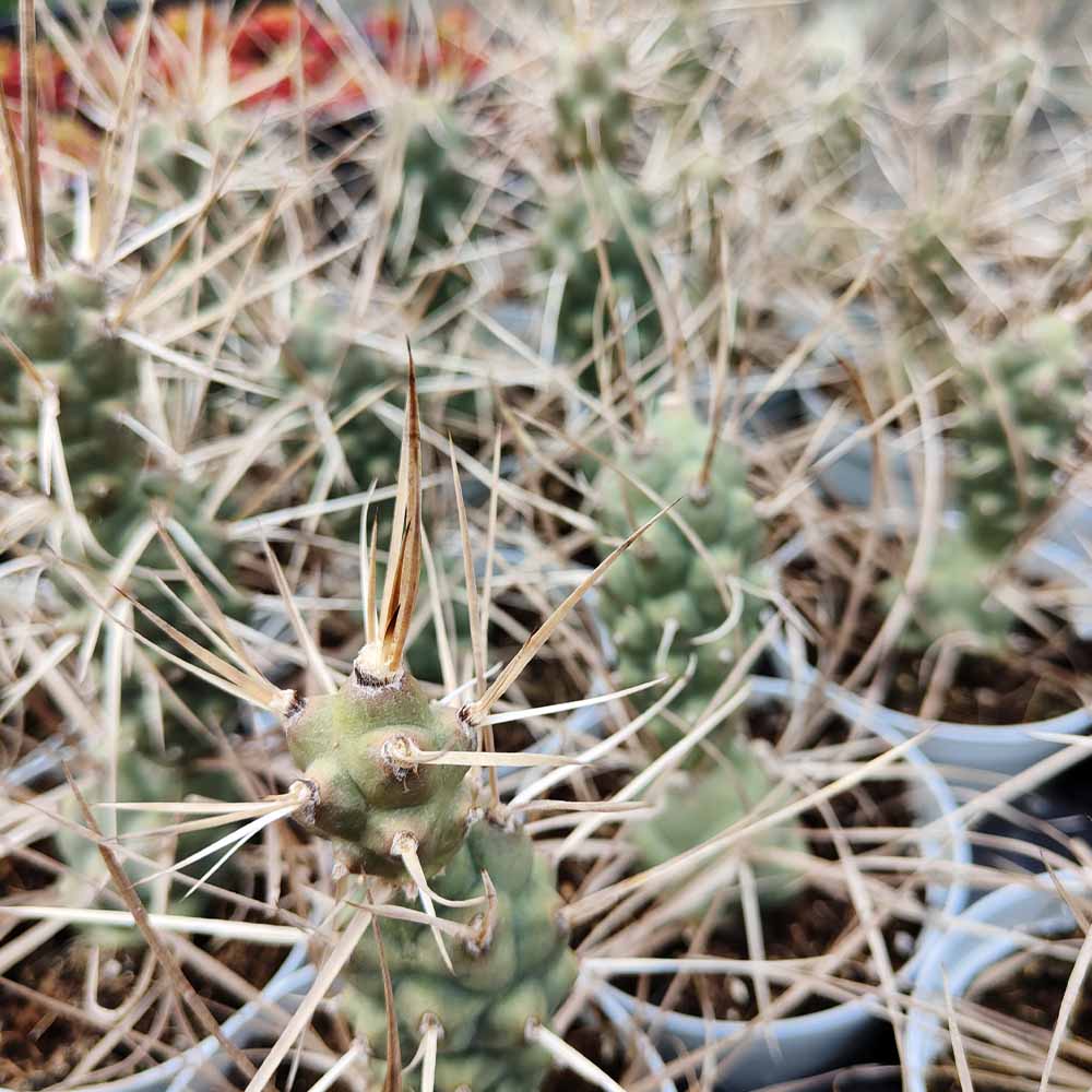 Tephrocactus aoracanthus
