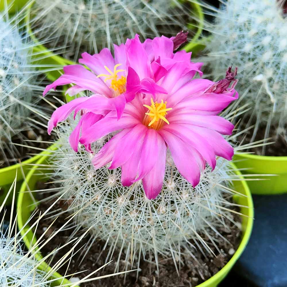 thelocactus argenteus fiore