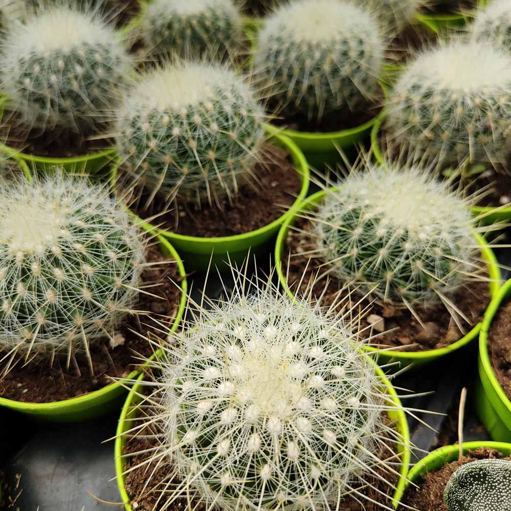 Thelocactus conothelos ssp. argenteus