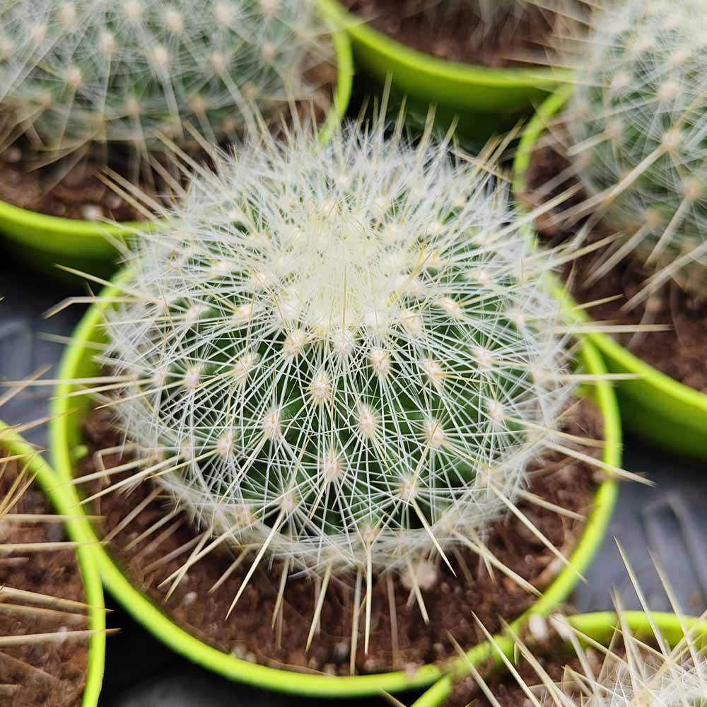 Thelocactus conothelos ssp. argenteus
