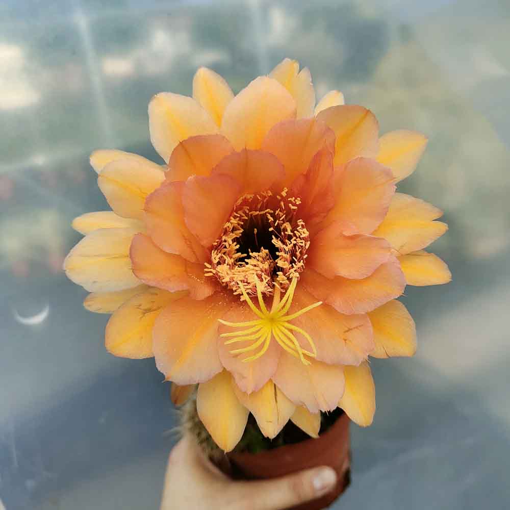 trichocereus fiore oros