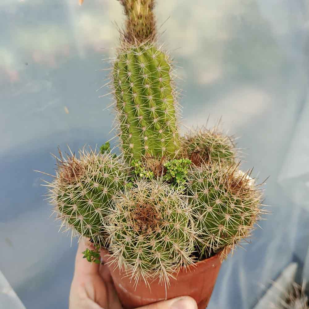 trichocereus oro pianta