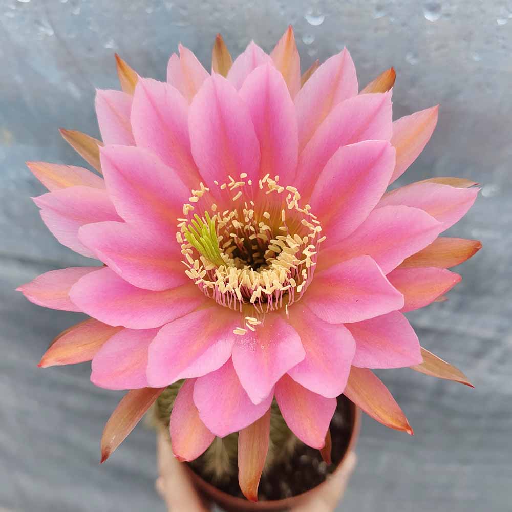 trichocereus rosa ocra fiore