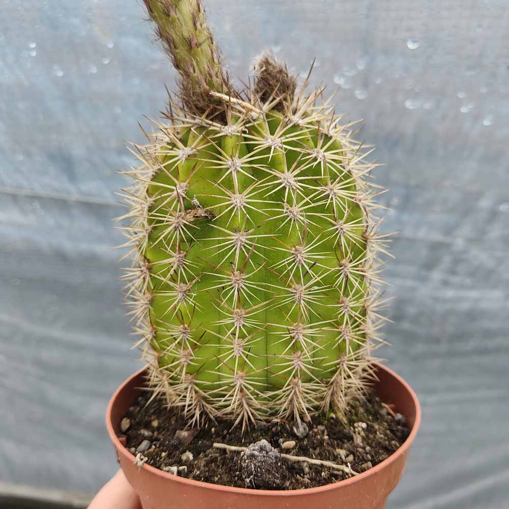trichocereus rosa ocra
