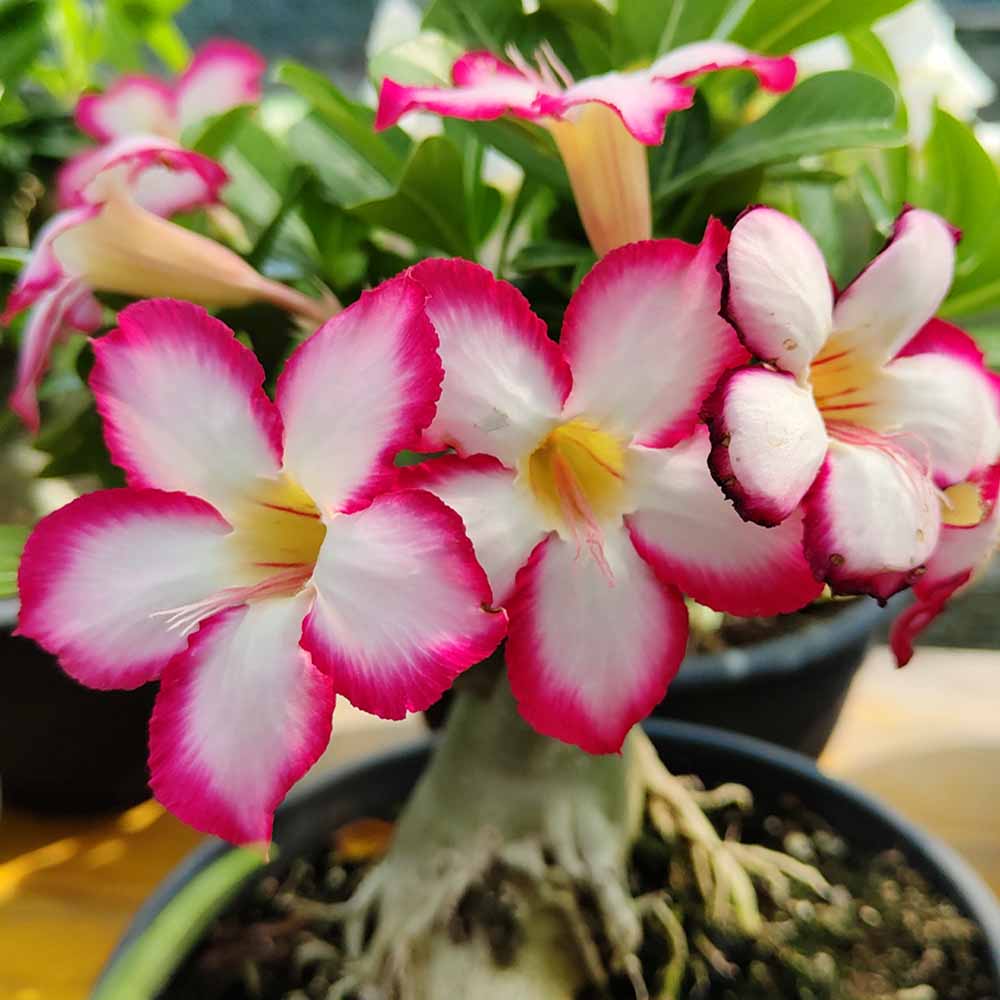 adenium obesum rosa oleandro del madagascar