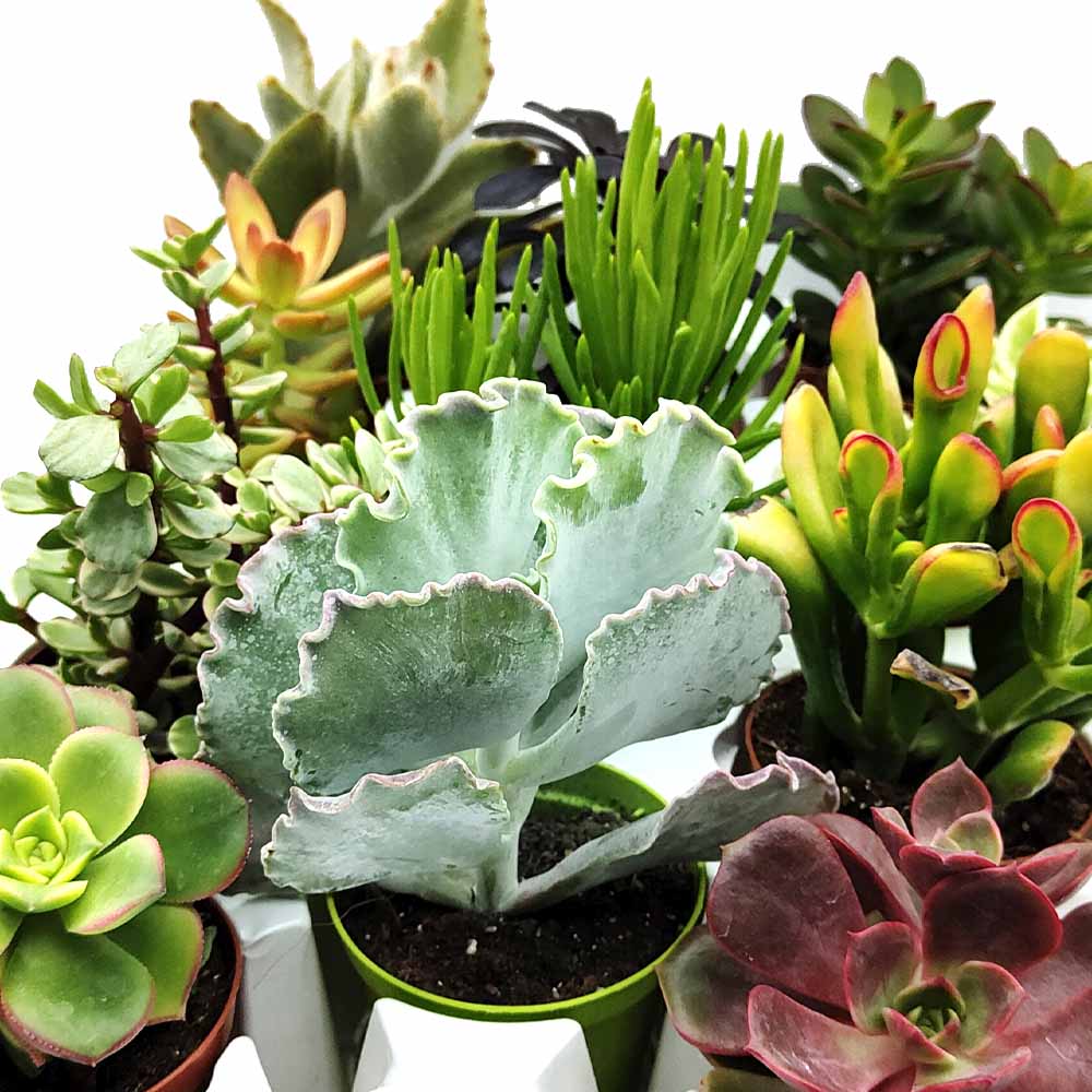Set piante succulente assortite