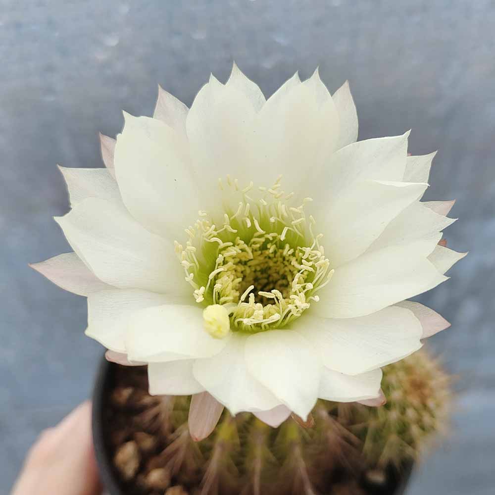 trichocereus bianco