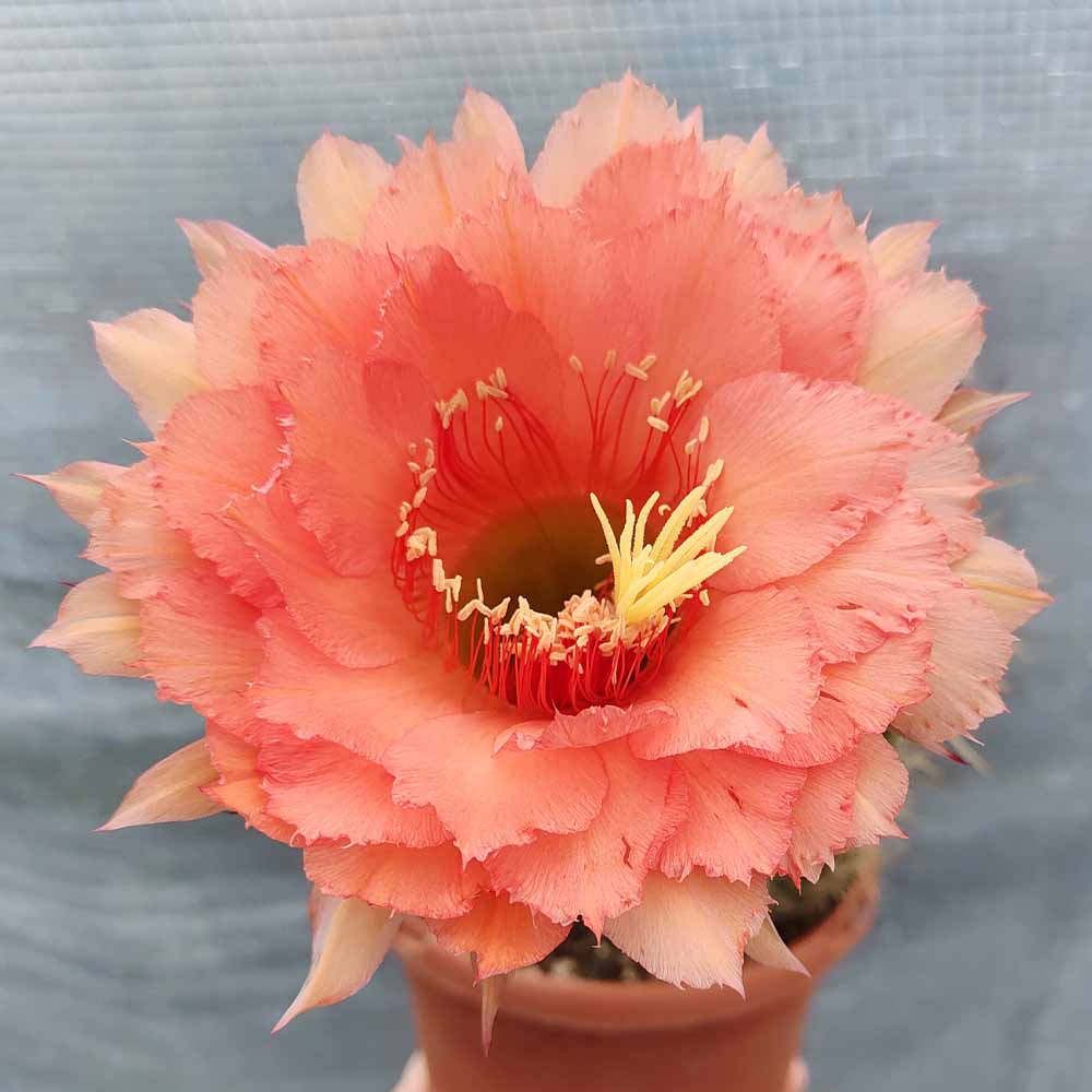TRICHOCEREUS ROSA CIPRIA FIORE