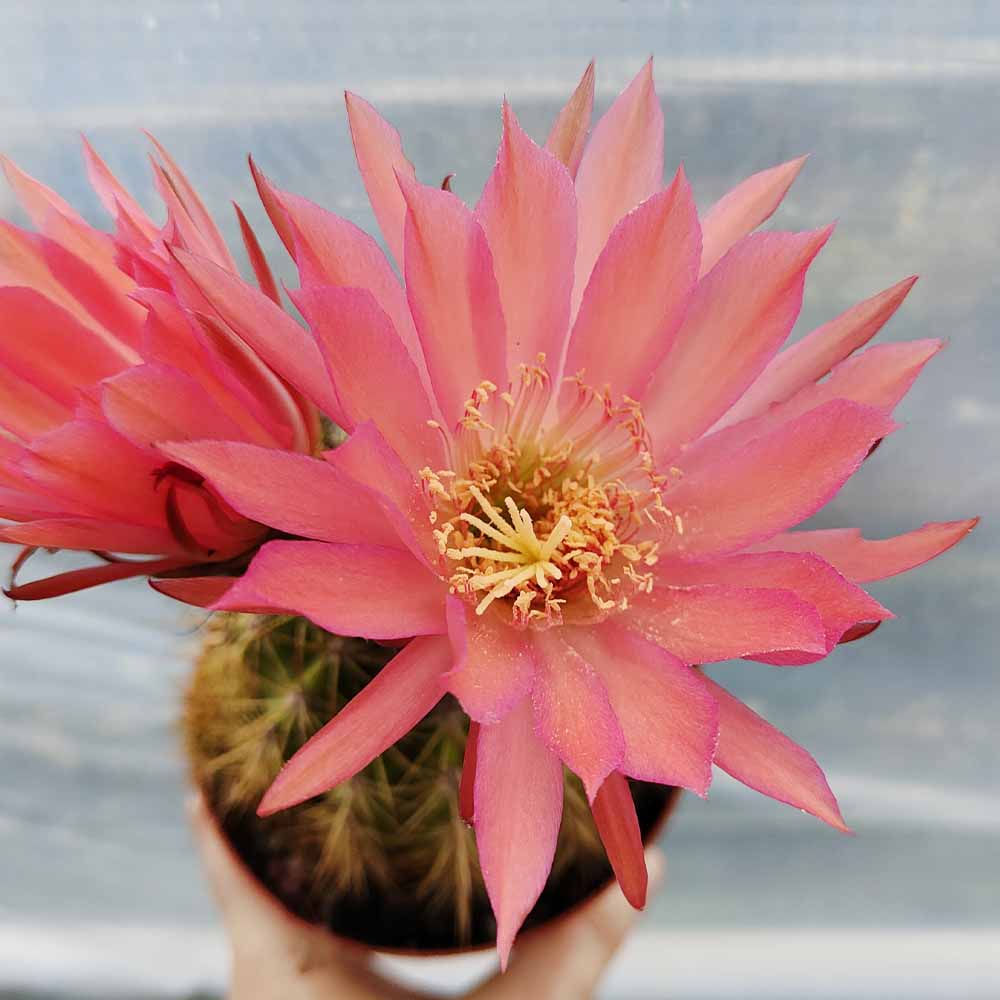 TRICHOCEREUS ROSA SALMONE FIORE