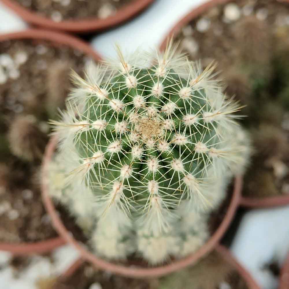 Trichocereus cv. multiproliferum PIANTA