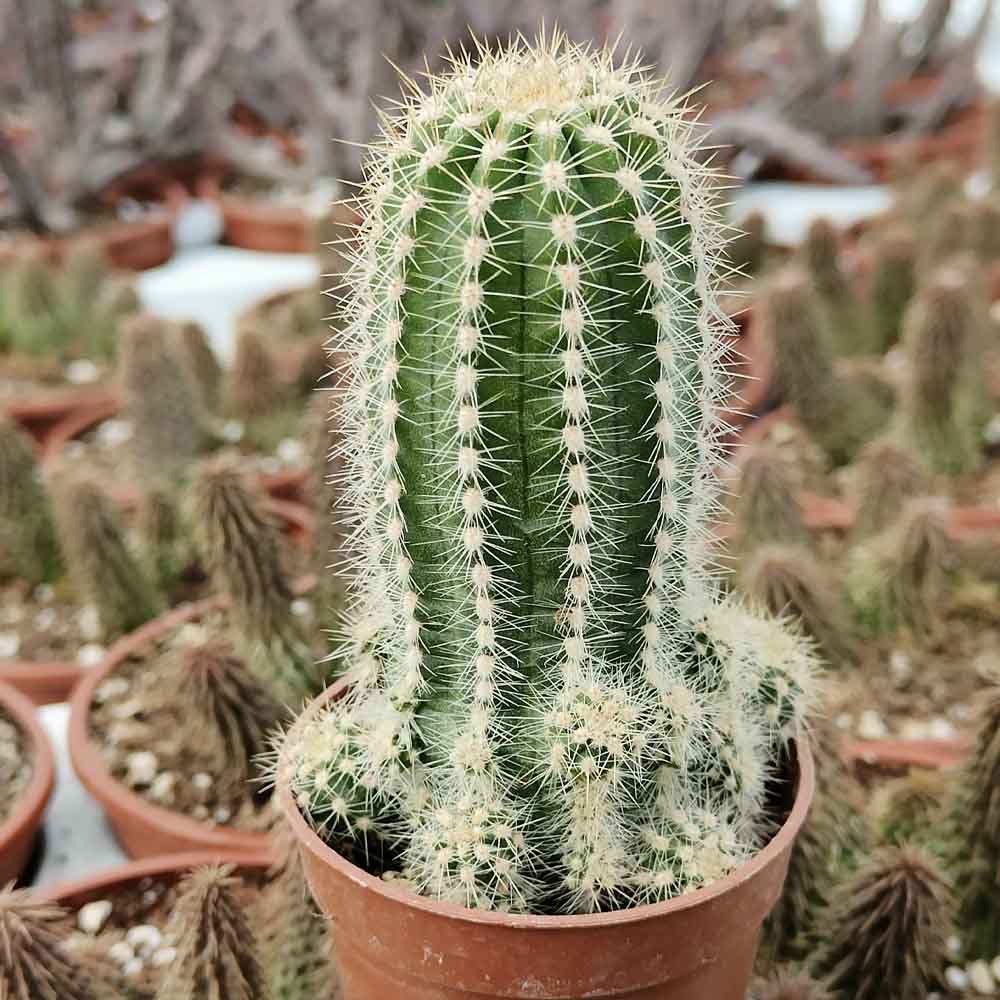 Trichocereus cv. multiproliferum