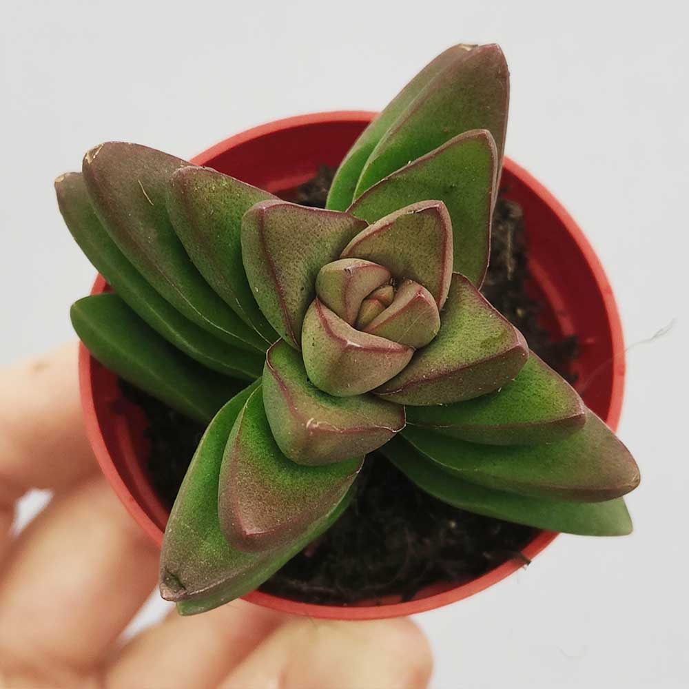 crassula conjuncta pianta succulente