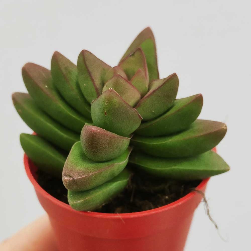crassula conjuncta succulente