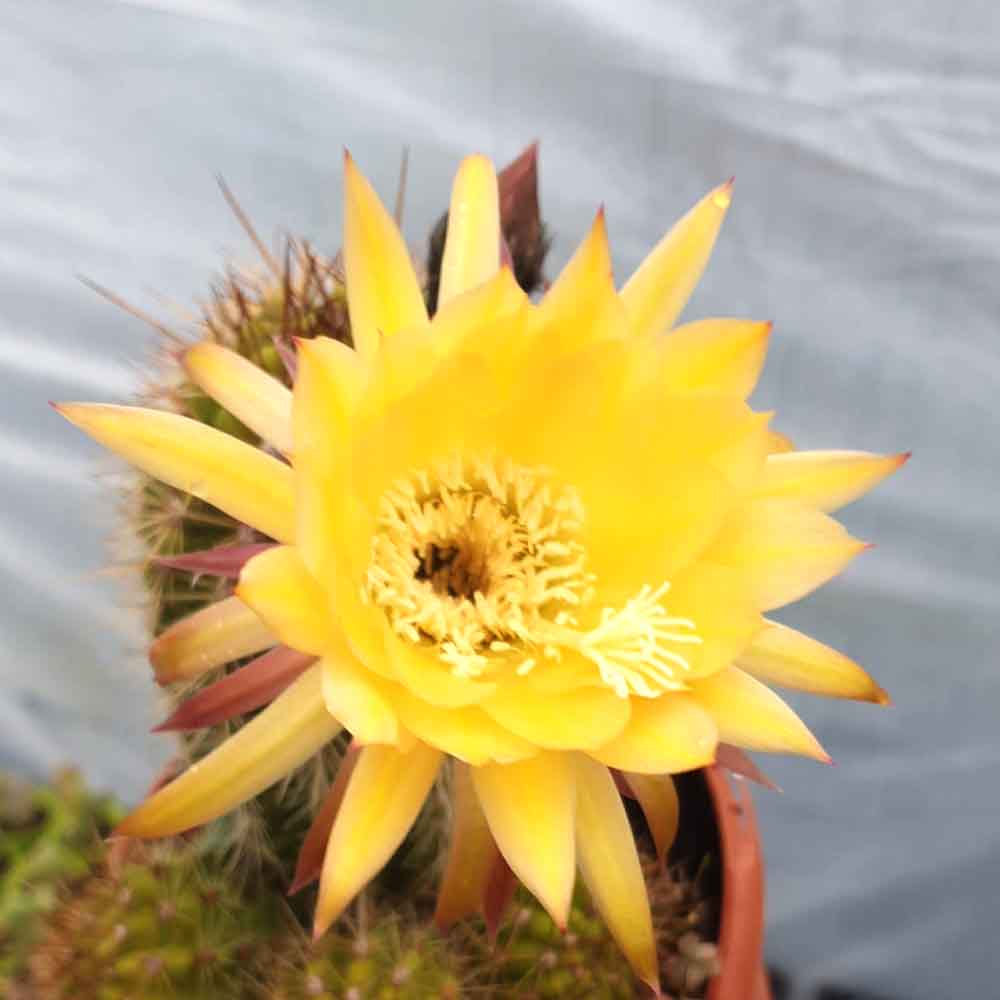 echinopsis fiore giallo zafferano