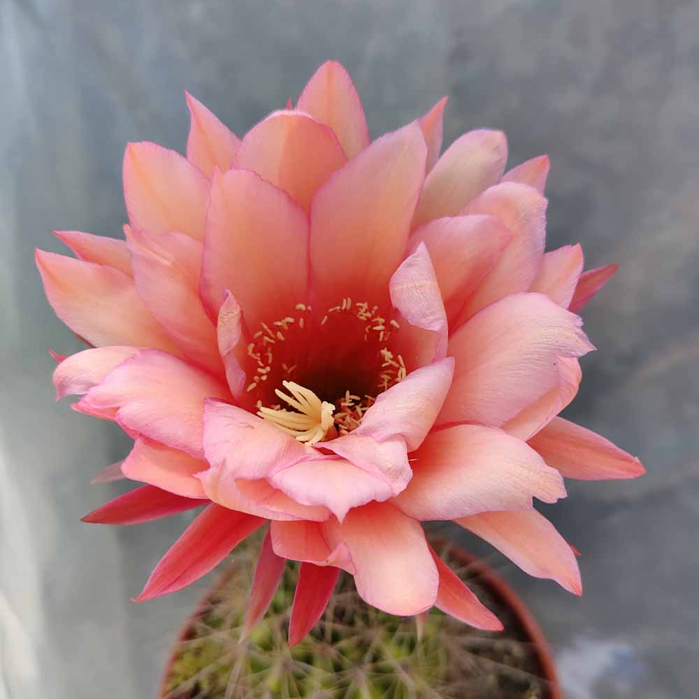 echinopsis rosa ambrato