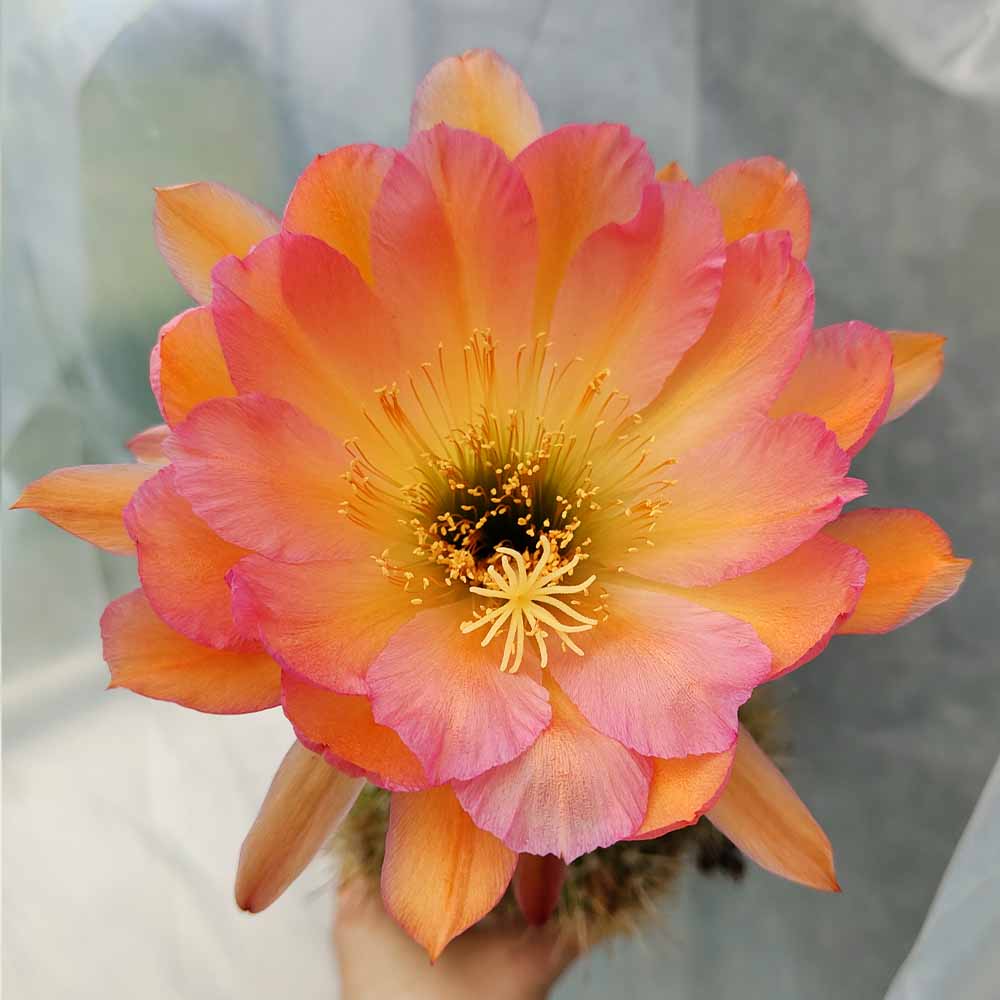 echinopsis rosa salmone fiore 1029
