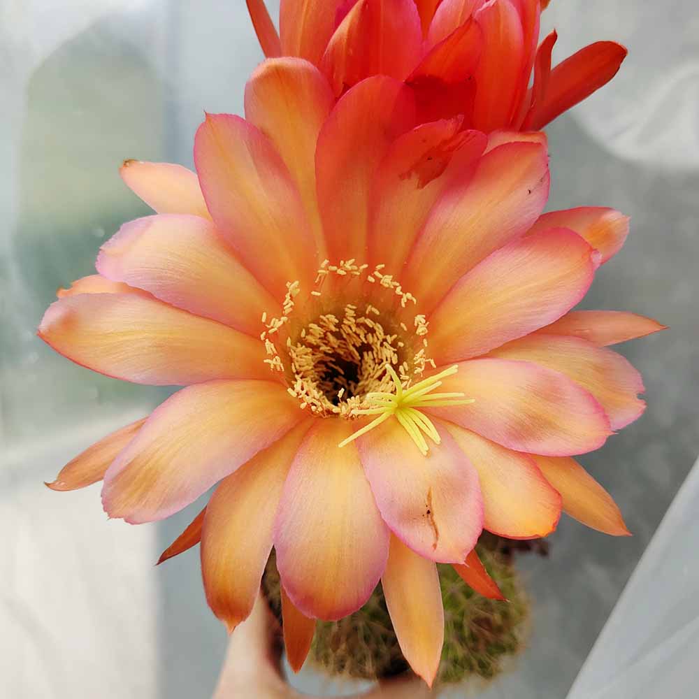 echinopsis rosa salmone fiore 1744