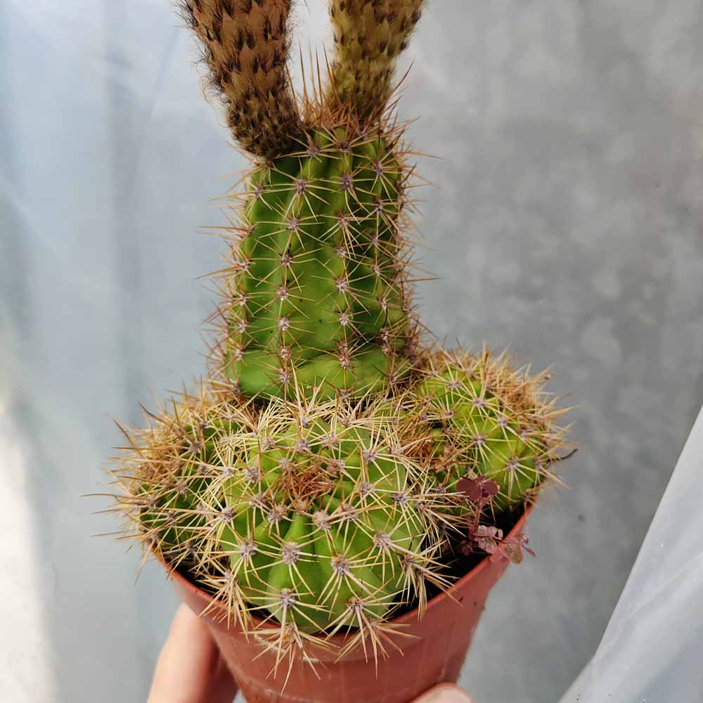 echinopsis rosa salmone 1744