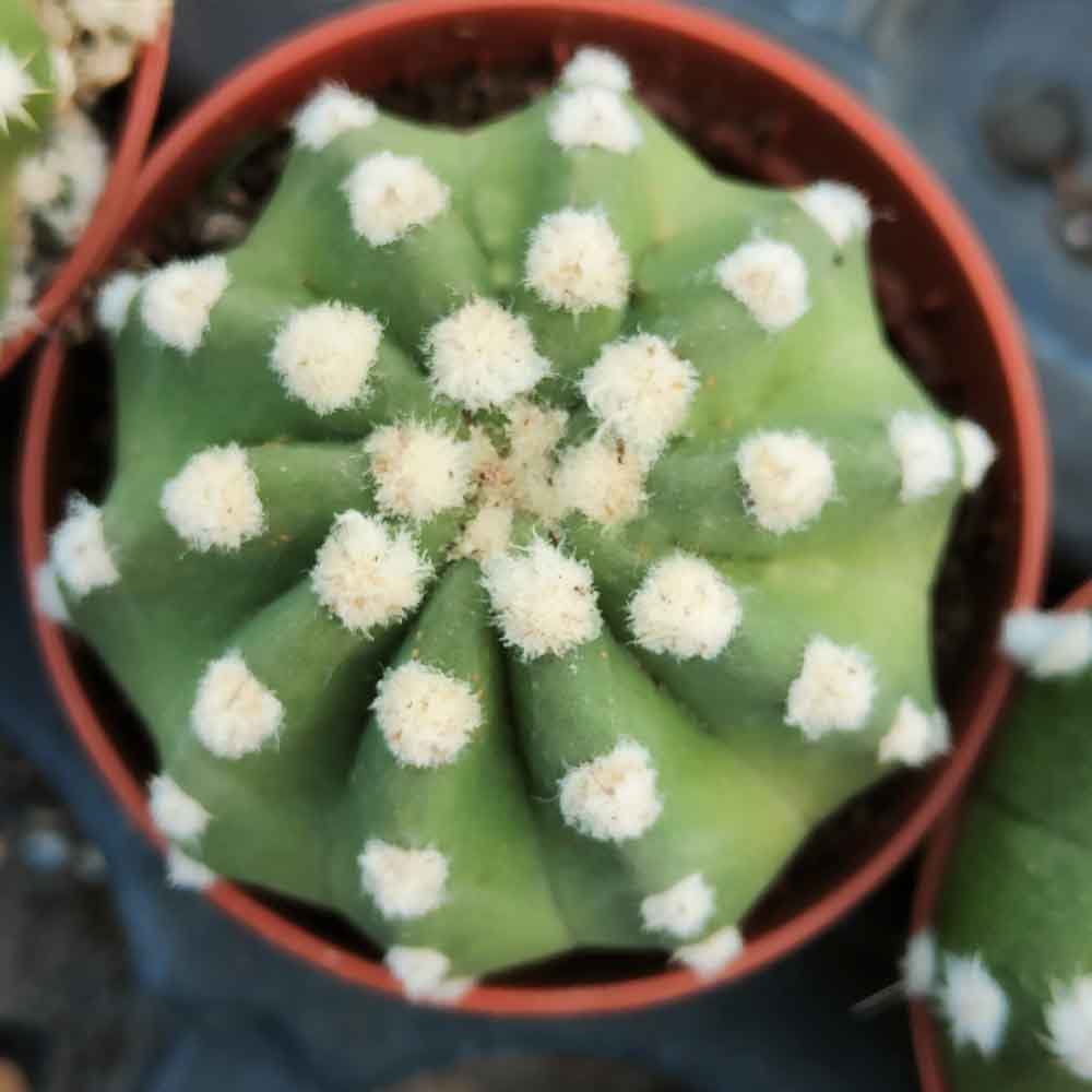 echinopsis subdenudata pianta