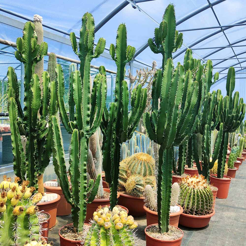 euphorbia eritrea euforbia