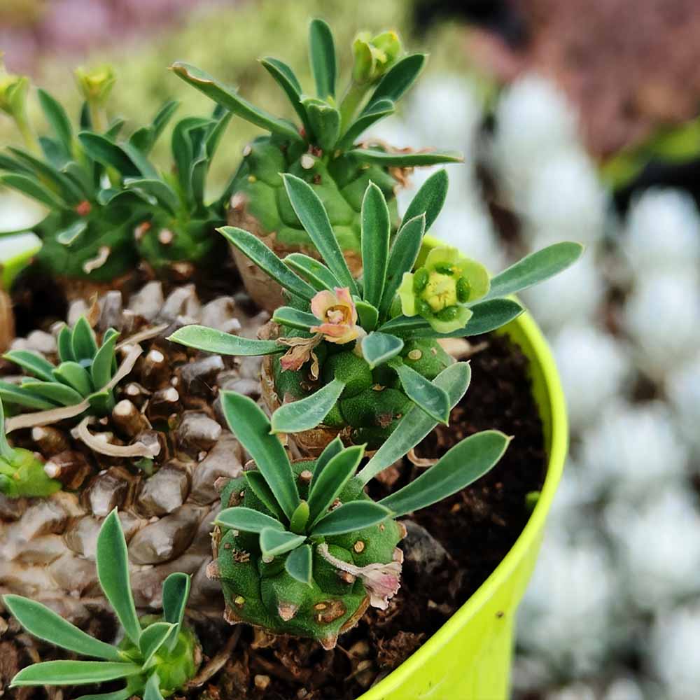 Euphorbia Cv. Cocklebur