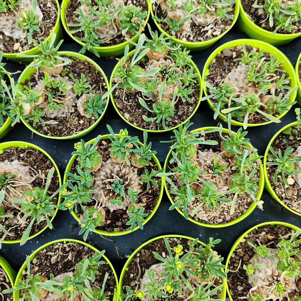 euphorbia japonica