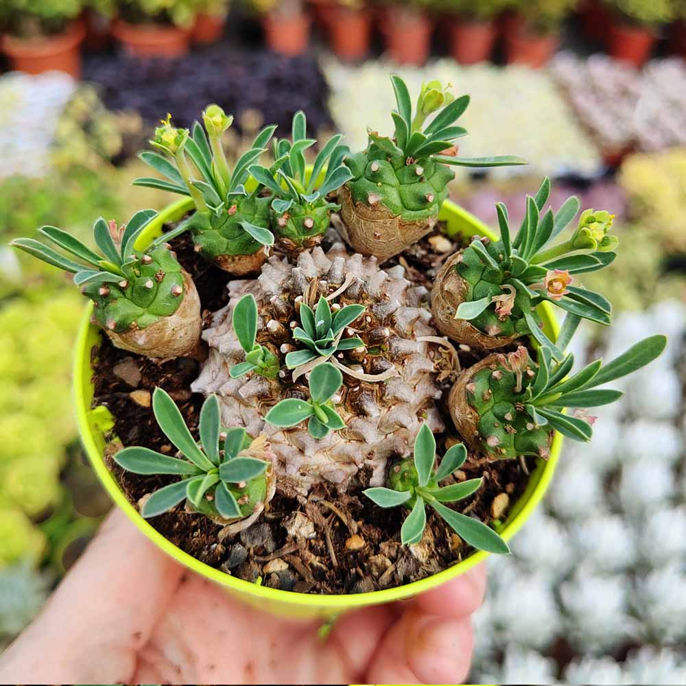 euphorbia japonica pianta