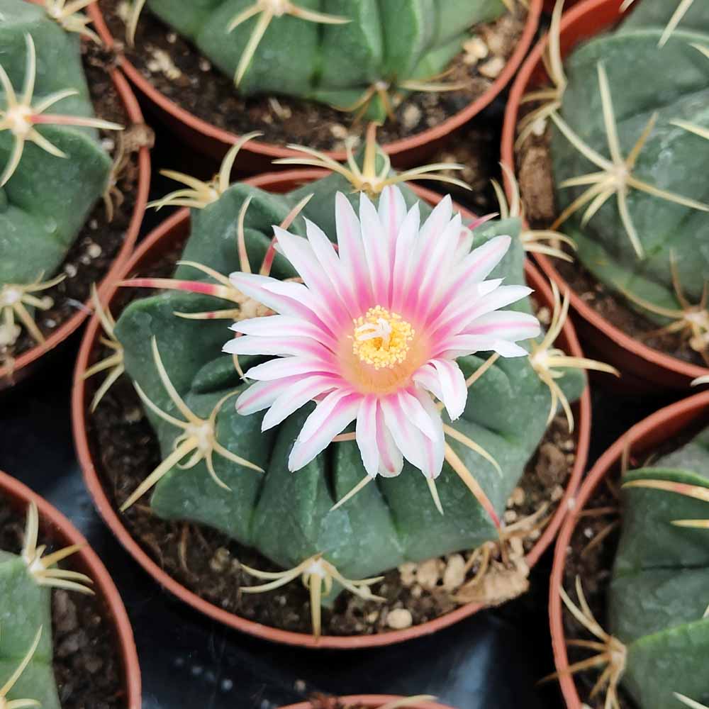 ferocactus macrodiscus fiore