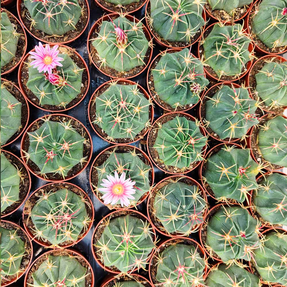 ferocactus macrodiscus