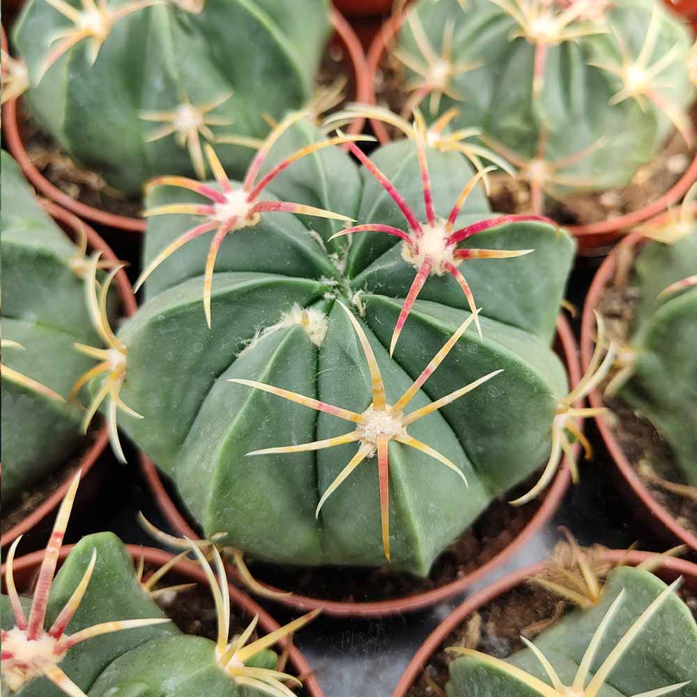 ferocactus macrodiscus