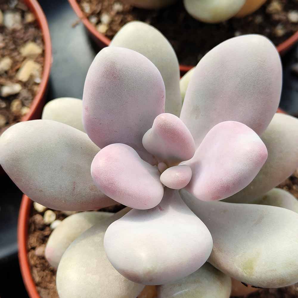 Graptopetalum amethystinum