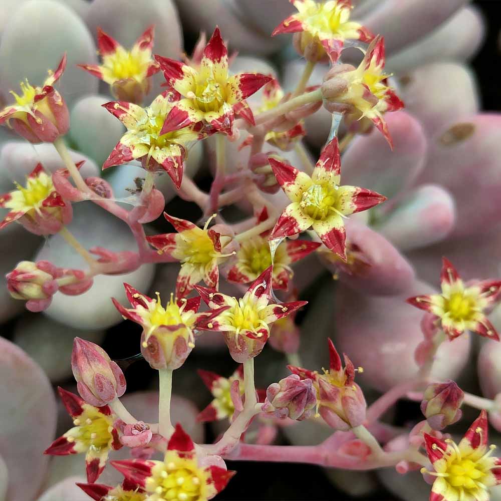 graptopetalum amethystinum fiore