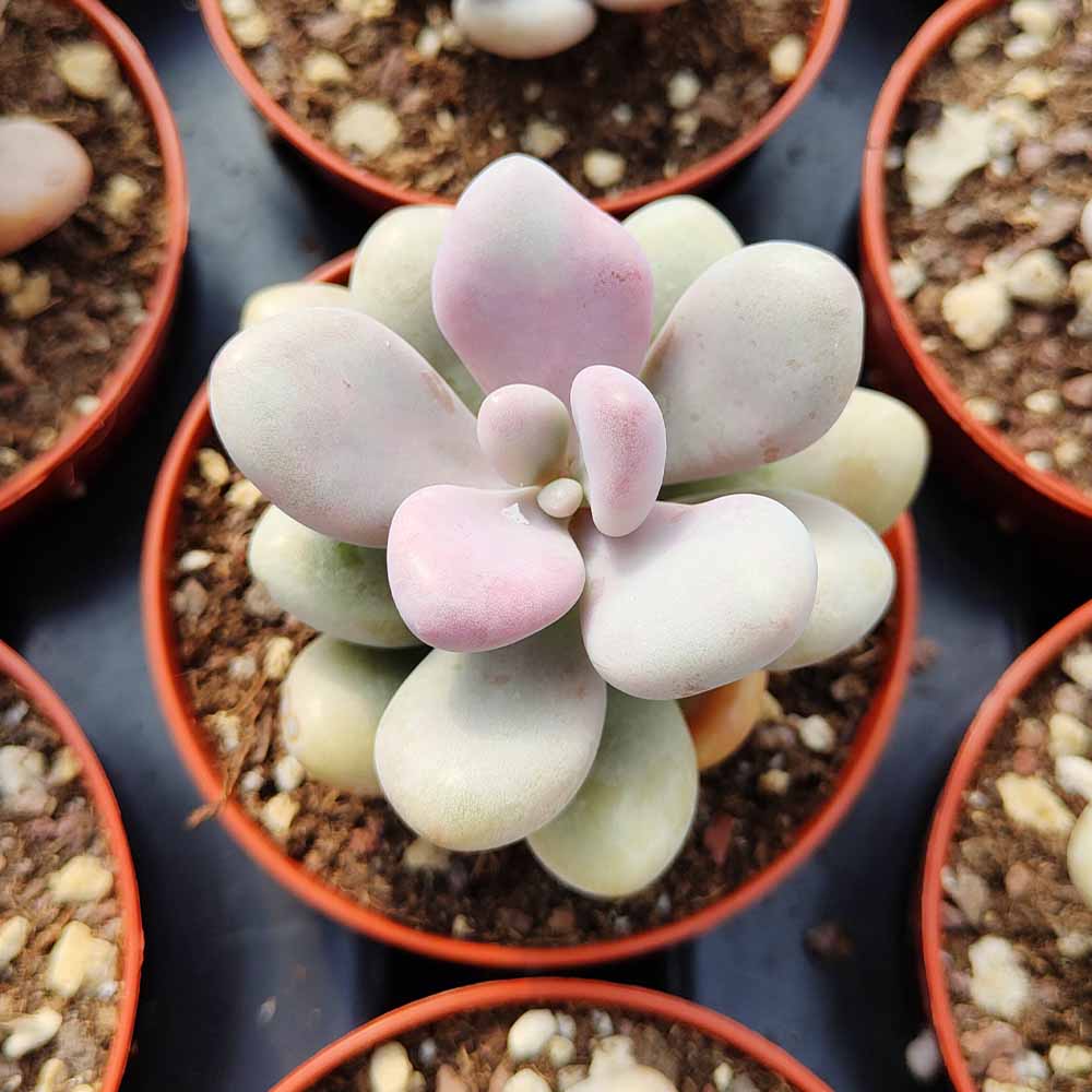 Graptopetalum amethystinum